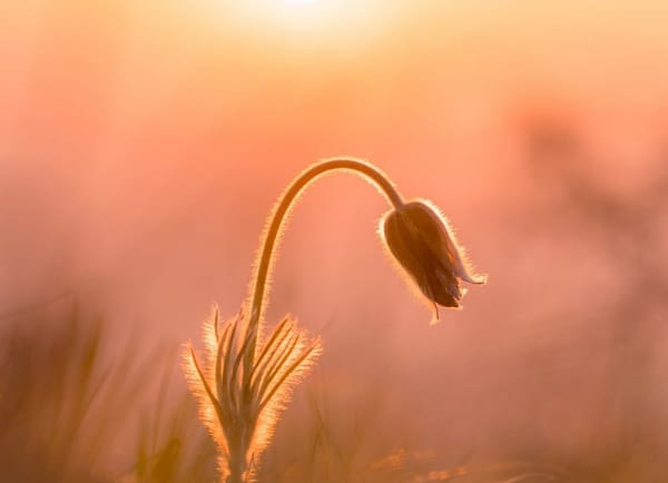 a close up photo of a flower beginning to blossom in a sunrise